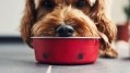 General Mills expands pet food portfolio with latest acquisition. Credit: Getty/Sally Anscombe
